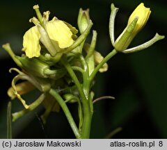 Sisymbrium altissimum (stulisz pannoński)