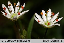 Stellaria graminea (gwiazdnica trawiasta)