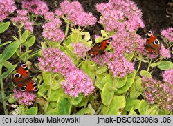 Hylotelephium spectabile (rozchodnik okazały)