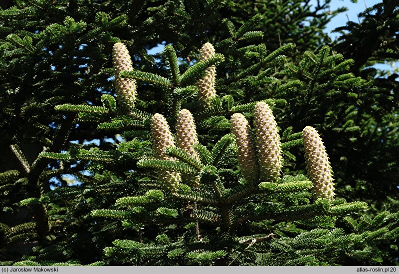 Abies nebrodensis