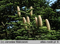 Abies nebrodensis