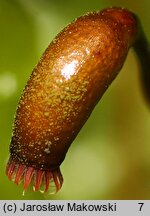 Pseudoscleropodium purum (brodawkowiec czysty)