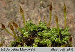 Ulota bruchii (nastroszek Brucha)