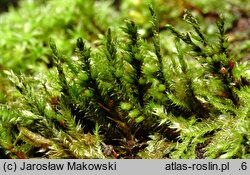 Cryphaea heteromalla (otulnik bezszczecinowy)