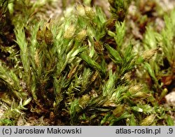 Orthotrichum speciosum (szurpek kosmaty)