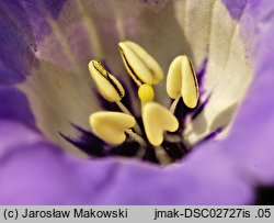 Nicandra physalodes (nikandra miechunkowa)