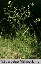 Sisymbrium altissimum (stulisz pannoński)