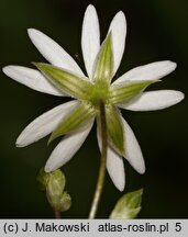 Stellaria graminea (gwiazdnica trawiasta)