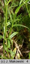 Stellaria graminea (gwiazdnica trawiasta)