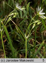 Stellaria graminea (gwiazdnica trawiasta)