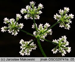 Torilis japonica (kłobuczka pospolita)