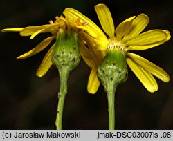 Senecio inaequidens (starzec nierównozębny)