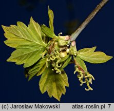 Acer negundo (klon jesionolistny)