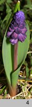 Muscari latifolium (szafirek szerokolistny)