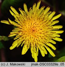 Sonchus oleraceus (mlecz zwyczajny)