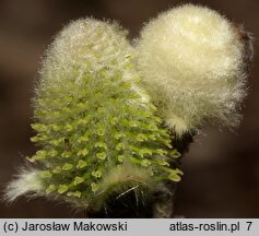 Salix lanata (wierzba wełnista)