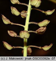 Lepidium campestre (pieprzyca polna)