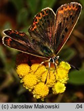 Helichrysum arenarium (kocanki piaskowe)