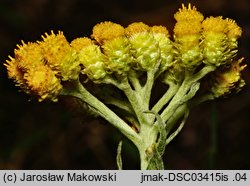 Helichrysum arenarium (kocanki piaskowe)