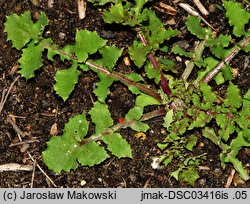 Sonchus oleraceus (mlecz zwyczajny)