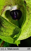 Nicandra physalodes (nikandra miechunkowa)