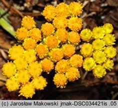 Helichrysum arenarium (kocanki piaskowe)