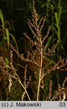 Cyclachaena xanthiifolia (iwa rzepieniolistna)