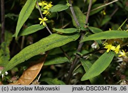 Solidago caesia (nawłoć sina)