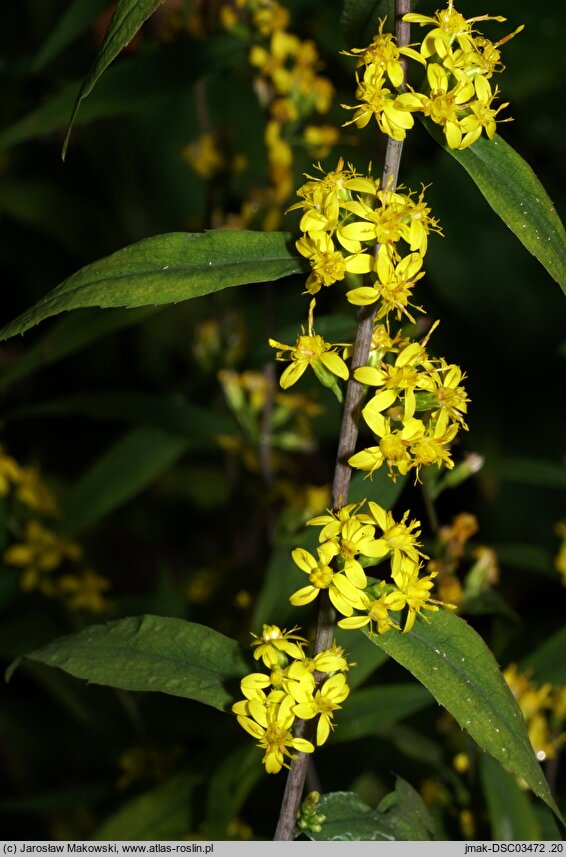 Solidago caesia (nawłoć sina)