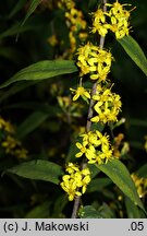 Solidago caesia (nawłoć sina)