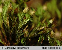 Orthotrichum speciosum (szurpek kosmaty)