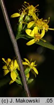 Solidago caesia (nawłoć sina)