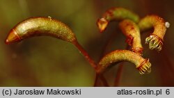 Amblystegium serpens (krzywoszyj rozesłany)