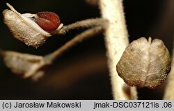 Lepidium campestre (pieprzyca polna)