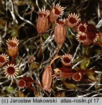 Dryptodon pulvinatus (strzechwowiec poduszkowy)