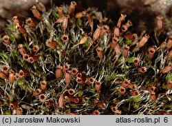 Dryptodon pulvinatus (strzechwowiec poduszkowy)