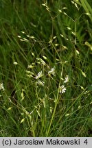 Stellaria graminea (gwiazdnica trawiasta)