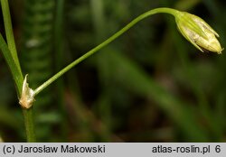 Stellaria graminea (gwiazdnica trawiasta)