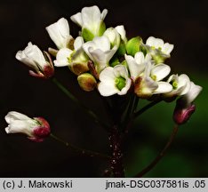 Capsella bursa-pastoris (tasznik pospolity)