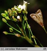 Capsella bursa-pastoris (tasznik pospolity)