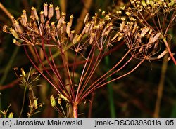 Falcaria vulgaris (sierpnica pospolita)