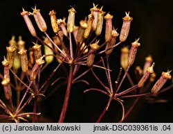 Falcaria vulgaris (sierpnica pospolita)