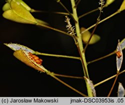 Capsella bursa-pastoris (tasznik pospolity)