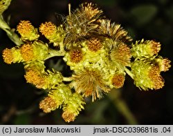 Helichrysum arenarium (kocanki piaskowe)