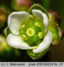 Capsella bursa-pastoris (tasznik pospolity)