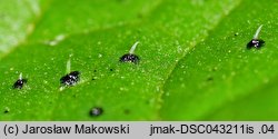 Nicandra physalodes (nikandra miechunkowa)