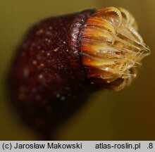 Brachythecium albicans (krótkosz wyblakły)