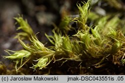 Codriophorus fascicularis (tępolistka rózgowata)