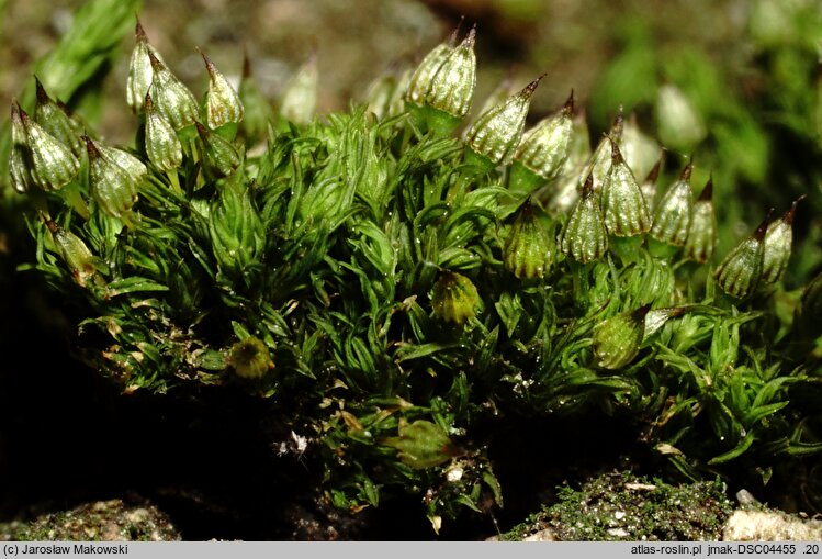Orthotrichum pulchellum (szurpek śliczny)