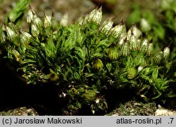 Orthotrichum pulchellum (szurpek śliczny)